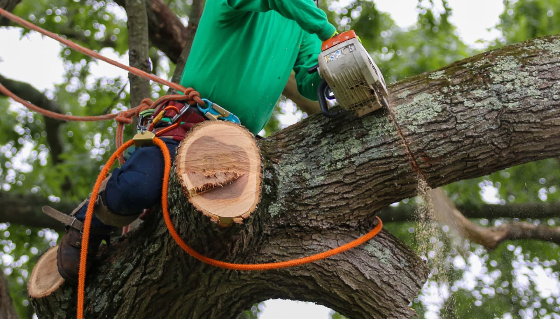 Shed your worries away with best tree removal in New Jersey