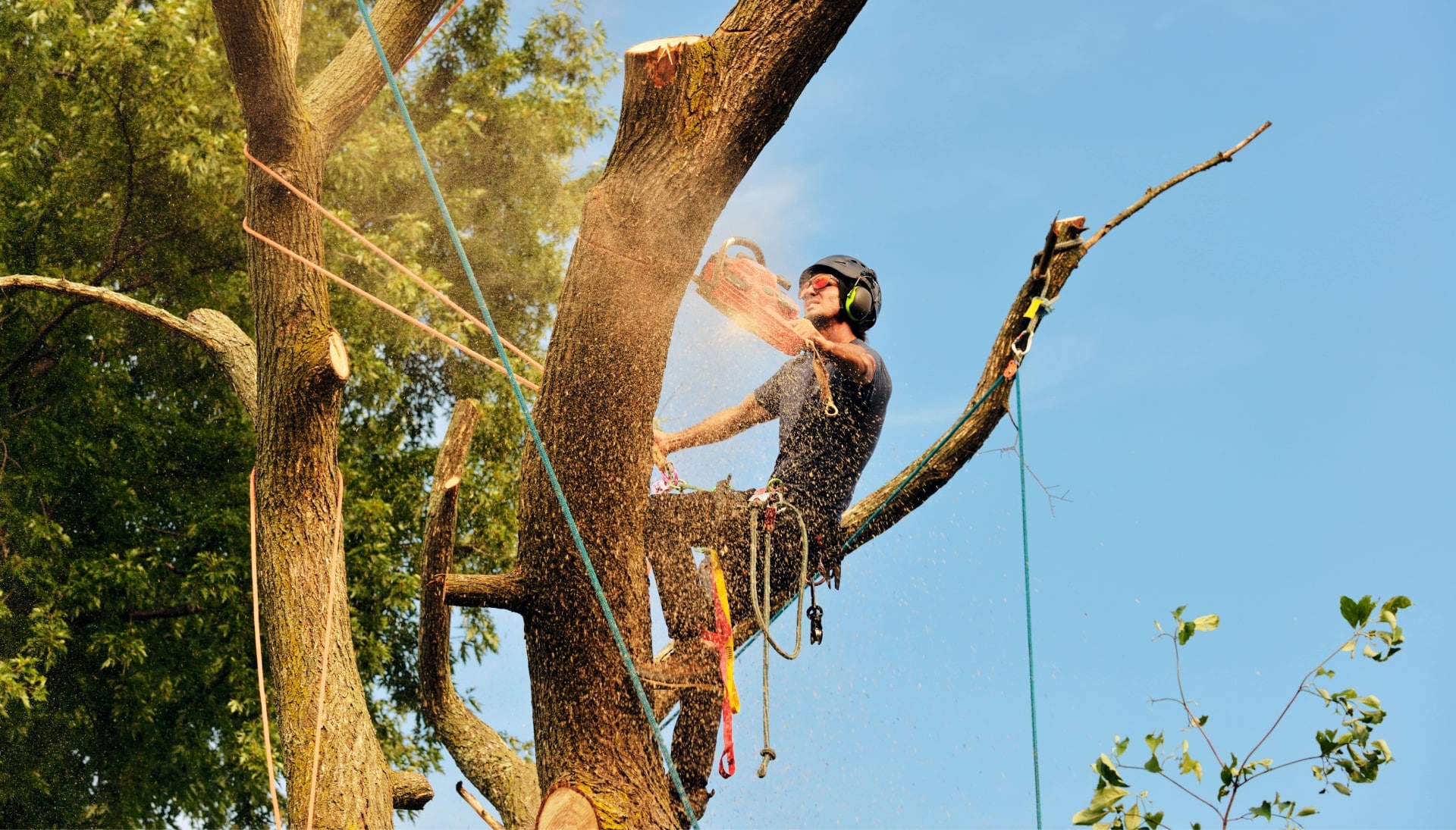Get rid of tree problems with the expert tree removal contractors in New Jersey