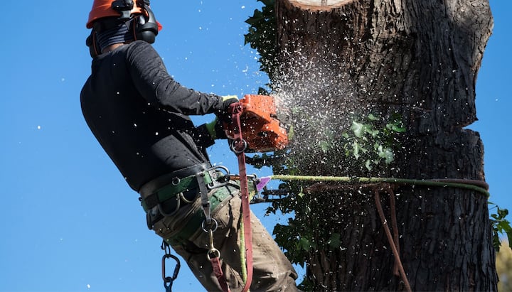 Professional Tree removal solutions in New Jersey